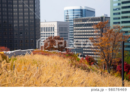 beautiful autumn landscape, scenery with coloful leaves and silver grass in Namsan Park of Korea 98076469