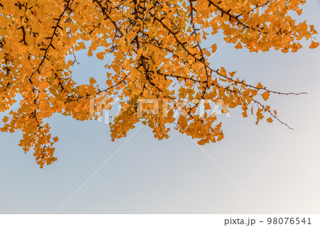 autumn landscape, scenery of Suwon Hwaseong in Korea 98076541
