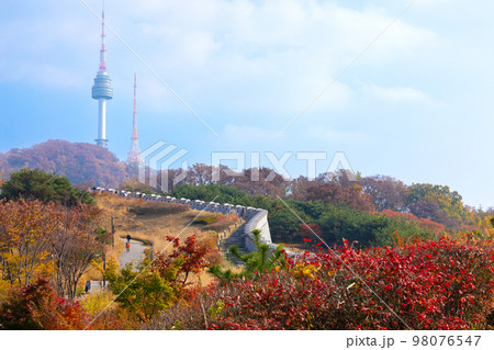 beautiful autumn landscape, scenery with coloful leaves and silver grass in Namsan Park of Korea beautiful autumn landscape, scenery with coloful leaves and silver grass in Namsan Park of Korea 98076547