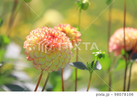 満開のダリアの花 98078106