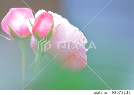 ピンク色の薔薇 ピンク色の薔薇 98078132