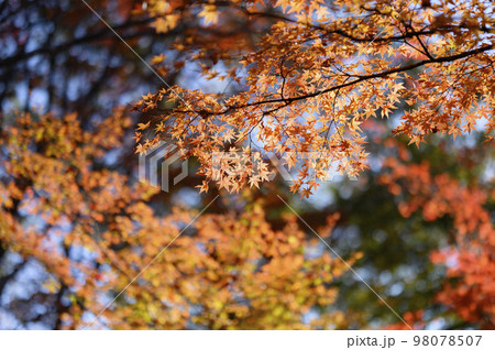 秋のモミジ 98078507