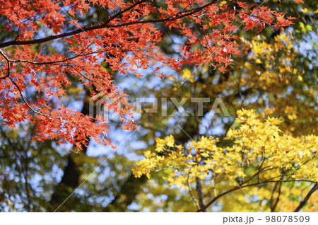 秋のモミジ 秋のモミジ 98078509