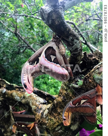 蛇みたいな蛾　ヨナグニサン　擬態 98078783