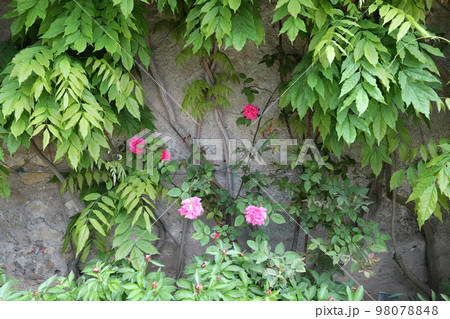 Villa d'Este is one of the most famous Italian villas of the 16th century. Villa d'Este is one of the most famous Italian villas of the 16th century. 98078848