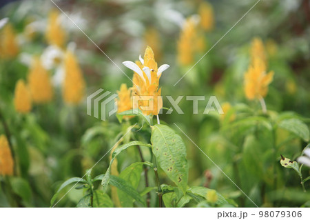 Lollipop golden shrimp plant, Pachystachys lutea shrub in garden 98079306