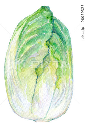 水彩イラスト　新鮮な白菜 98079323