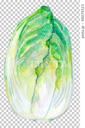 水彩イラスト　新鮮な白菜 98079323
