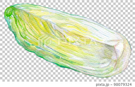 Watercolor illustration Fresh Chinese cabbage 98079324