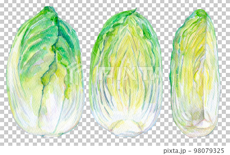 Watercolor illustration Fresh Chinese cabbage 98079325