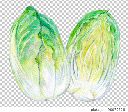 水彩イラスト　新鮮な白菜 98079326