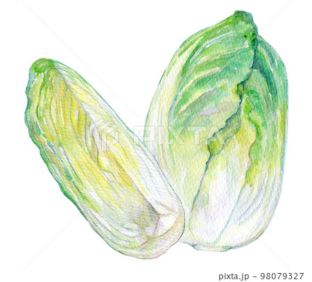 水彩イラスト　新鮮な白菜 98079327