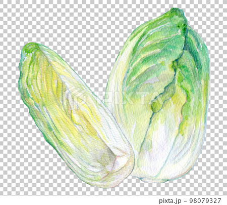 Watercolor illustration Fresh Chinese cabbage 98079327