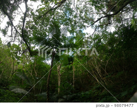 熱帯林乱れる森林浴 98079477