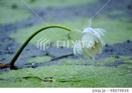 軟化 花びら 蓮 98079638