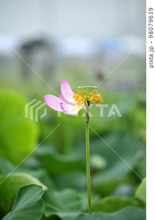 軟化 花びら 蓮 98079639