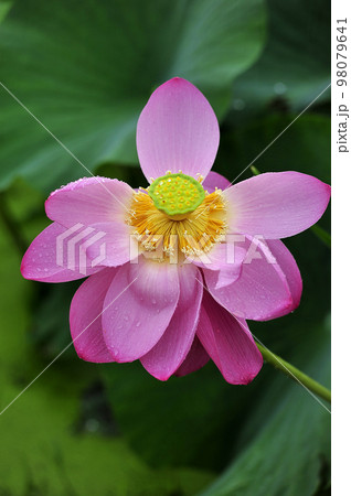 軟化 花びら 蓮 98079641