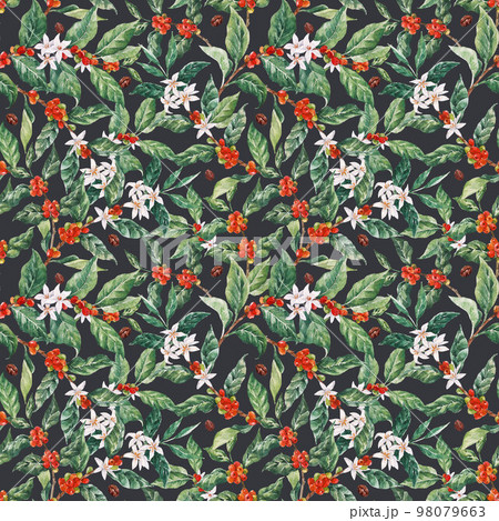 Beautiful seamless pattern with watercolor hand drawn coffee branches with white flowers green leaves and red beans. Stock illustration. Beautiful seamless pattern with watercolor hand drawn coffee branches with white flowers green leaves and red beans. Stock illustration. 98079663