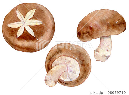 椎茸 キノコ 水彩イラスト 椎茸 キノコ 水彩イラスト 98079710
