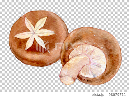 Shiitake mushroom watercolor illustration Shiitake mushroom watercolor illustration 98079711