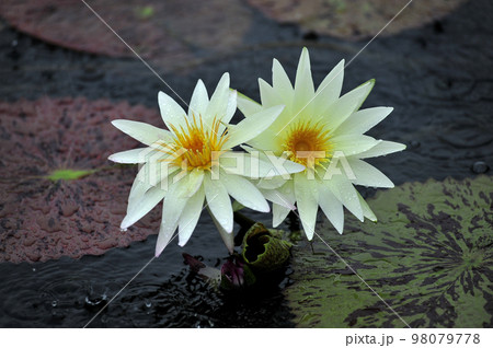 花びら 軟化 蓮 98079778