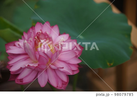 大蓮寺の蓮花 大蓮寺の蓮花 98079785