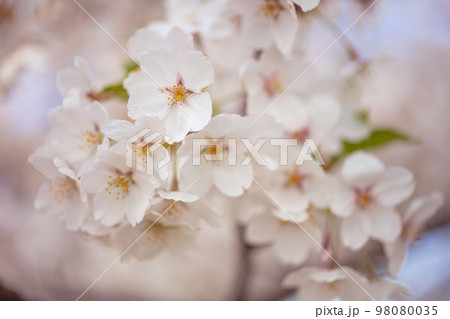 桜の花 98080035