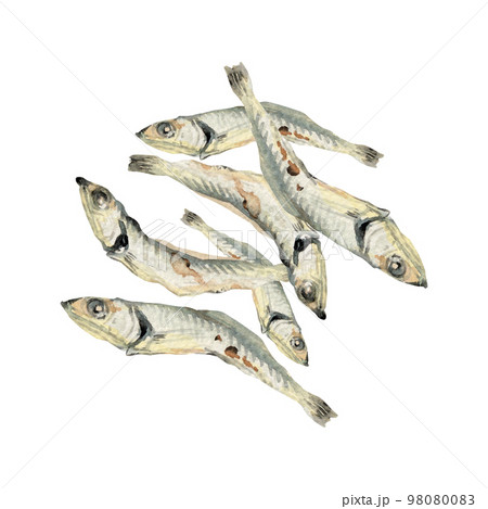 煮干し 魚　出汁 ダシ 和食　水彩 イラスト 98080083