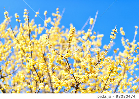 ロウバイ 98080474