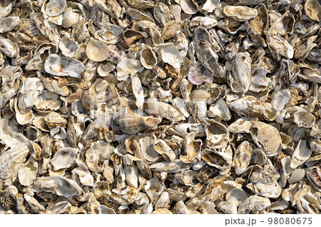 貝 シーフード 魚介類 98080675