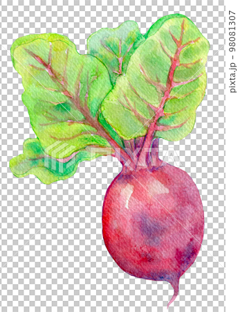 Beet beet watercolor illustration 98081307
