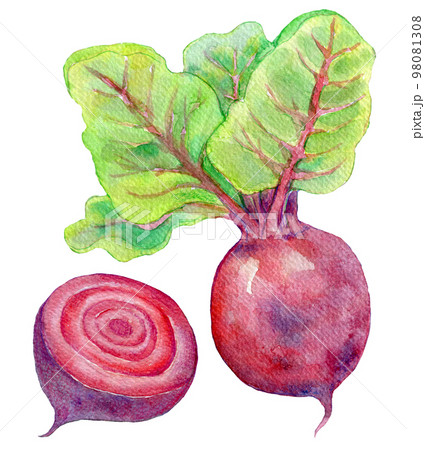 ビート　ビーツ　水彩イラスト 98081308