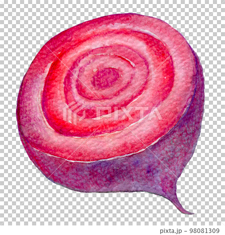 甜菜甜菜水彩插圖 98081309