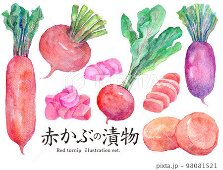 赤かぶの漬物　赤大根　漬物　水彩イラスト 98081521