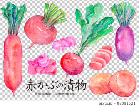 赤かぶの漬物　赤大根　漬物　水彩イラスト 98081521