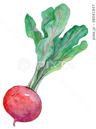 赤かぶ 赤大根 水彩イラスト 赤かぶ 赤大根 水彩イラスト 98081847