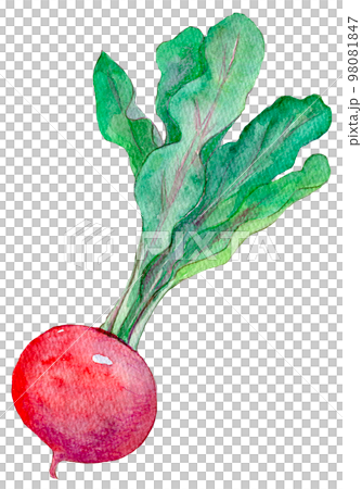 赤かぶ 赤大根 水彩イラスト 赤かぶ 赤大根 水彩イラスト 98081847