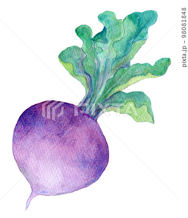 赤かぶ 赤大根 水彩イラスト 赤かぶ 赤大根 水彩イラスト 98081848