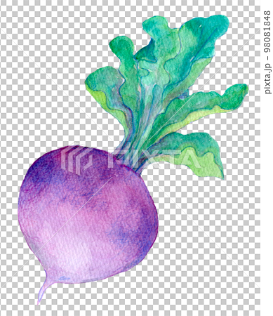 赤かぶ 赤大根 水彩イラスト 赤かぶ 赤大根 水彩イラスト 98081848