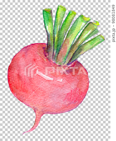 紅蘿蔔紅蘿蔔水彩插圖 98081849