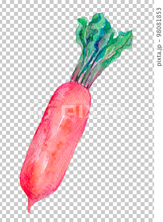 紅蘿蔔紅蘿蔔水彩插圖 98081853
