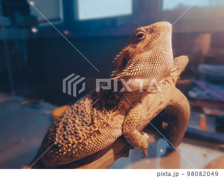 close up. iguana lying on a branch in a home terrarium. 98082049