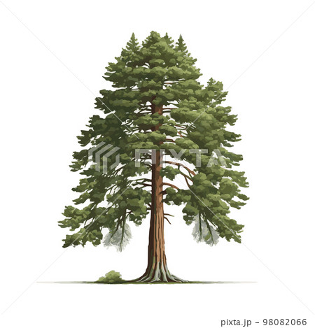 Realistic green tallest tree in the world sequoia on a white background - Vector 98082066