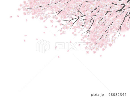 桜の花 花びら飛　白バック背景素材 98082345