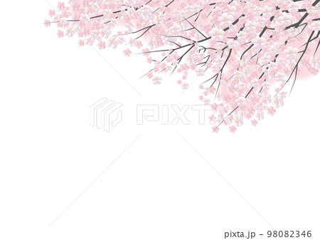 桜の花 白バック背景素材 桜の花 白バック背景素材 98082346