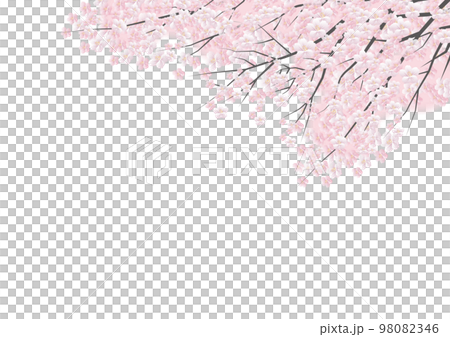 桜の花 白バック背景素材 桜の花 白バック背景素材 98082346