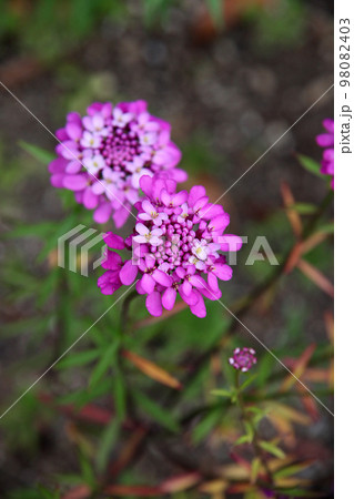 イベリス イベリス 98082403