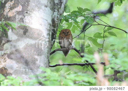 ブナ林で休むコノハズクの赤色型 ブナ林で休むコノハズクの赤色型 98082467