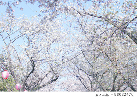 東京都辰巳の桜祭り 東京都辰巳の桜祭り 98082476