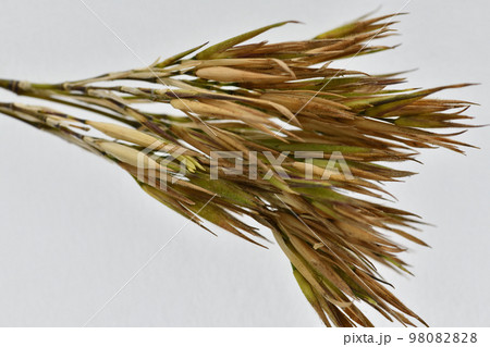 黒竹（クロチク）の花 98082828